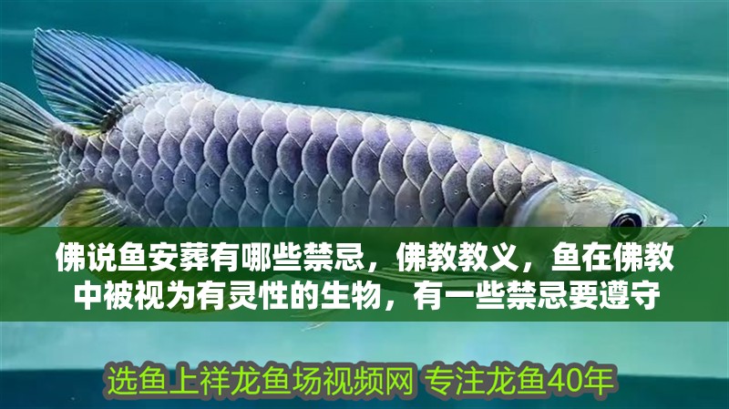 我的虎魚真菌感染了要怎么處理 佛說魚安葬有哪些禁忌,佛教教義,魚在佛教中被視為有靈性的生物,有一些禁忌要遵守 龍魚百科 佛說魚安葬有哪些禁忌,佛教教義,魚在佛教中被視為有靈性的生物,有一些禁忌要遵守 佛說魚安葬有哪些禁忌,佛教教義,魚在佛教中被視為有靈性的生物,有一些禁忌要遵守 龍魚百科