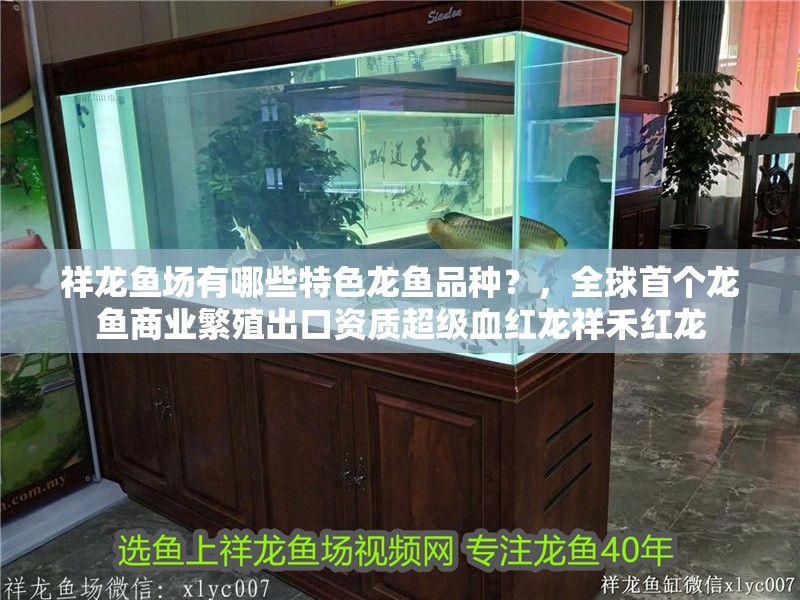 祥龍魚場有哪些特色龍魚品種？，全球首個龍魚商業繁殖出口資質超級血紅龍祥禾紅龍 祥龍魚場有哪些特色龍魚品種？，全球首個龍魚商業繁殖出口資質超級血紅龍祥禾紅龍 龍魚百科