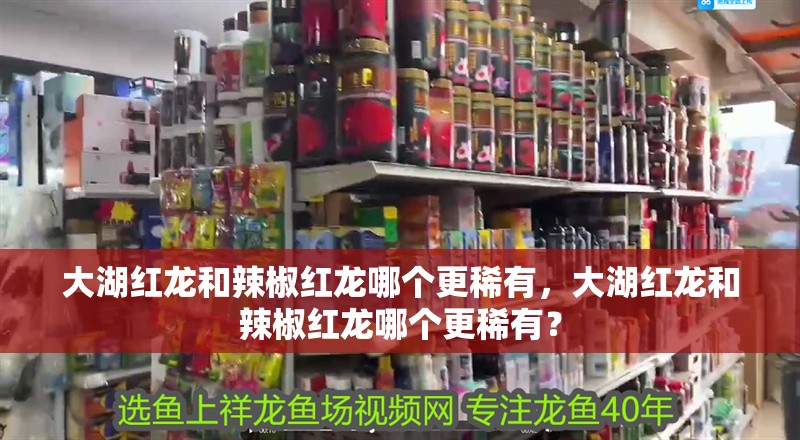 大湖紅龍和辣椒紅龍哪個(gè)更稀有，大湖紅龍和辣椒紅龍哪個(gè)更稀有？ 大湖紅龍和辣椒紅龍哪個(gè)更稀有，大湖紅龍和辣椒紅龍哪個(gè)更稀有？ 龍魚百科