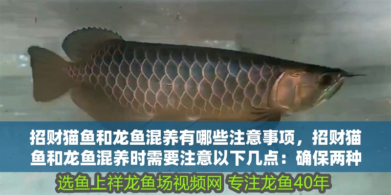 招財(cái)貓魚和龍魚混養(yǎng)有哪些注意事項(xiàng)，招財(cái)貓魚和龍魚混養(yǎng)時(shí)需要注意以下幾點(diǎn)：確保兩種魚的生活環(huán)境適宜