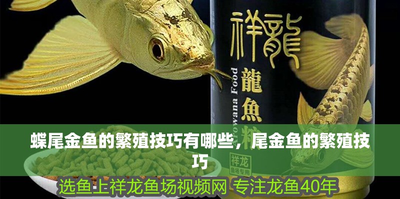 蝶尾金魚的繁殖技巧有哪些，尾金魚的繁殖技巧 蝶尾金魚的繁殖技巧有哪些，尾金魚的繁殖技巧 龍魚百科