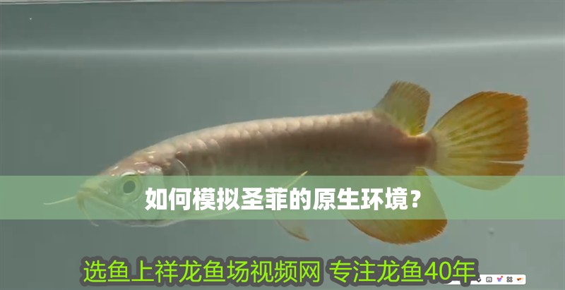 如何模擬圣菲的原生環境？ 如何模擬圣菲的原生環境？ 龍魚百科