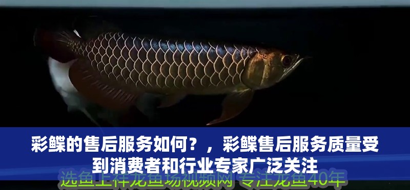 彩鰈的售后服務如何？，彩鰈售后服務質量受到消費者和行業(yè)專家廣泛關注 彩鰈的售后服務如何？，彩鰈售后服務質量受到消費者和行業(yè)專家廣泛關注 龍魚百科