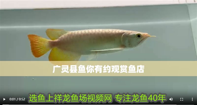 廣靈縣魚你有約觀賞魚店