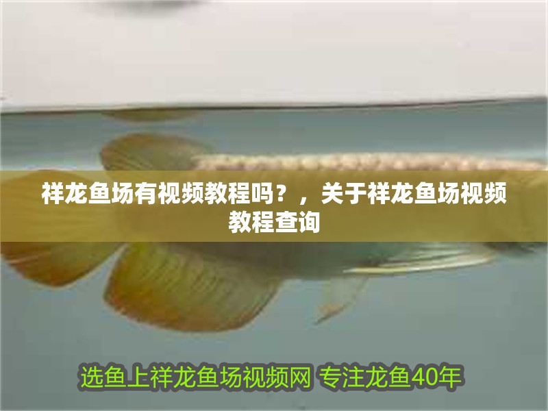 祥龍魚場(chǎng)有視頻教程嗎？，關(guān)于祥龍魚場(chǎng)視頻教程查詢 祥龍魚場(chǎng)有視頻教程嗎？，關(guān)于祥龍魚場(chǎng)視頻教程查詢 龍魚百科