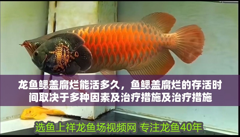 魚缸造景先放沙還是先放水(魚缸造景先鋪沙還是先放石頭) 龍魚鰓蓋腐爛能活多久,魚鰓蓋腐爛的存活時間取決于多種因素及治療措施及治療措施 龍魚百科 龍魚鰓蓋腐爛能活多久,魚鰓蓋腐爛的存活時間取決于多種因素及治療措施及治療措施 龍魚鰓蓋腐爛能活多久,魚鰓蓋腐爛的存活時間取決于多種因素及治療措施及治療措施 龍魚百科