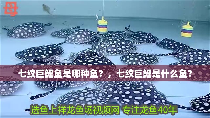 七紋巨鯉魚是哪種魚？，七紋巨鯉是什么魚？ 七紋巨鯉魚是哪種魚？，七紋巨鯉是什么魚？ 龍魚百科