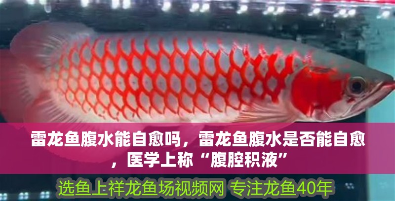 我的虎魚真菌感染了要怎么處理 雷龍魚腹水能自愈嗎,雷龍魚腹水是否能自愈,醫學上稱“腹腔積液” 龍魚百科 雷龍魚腹水能自愈嗎,雷龍魚腹水是否能自愈,醫學上稱“腹腔積液” 雷龍魚腹水能自愈嗎,雷龍魚腹水是否能自愈,醫學上稱“腹腔積液” 龍魚百科