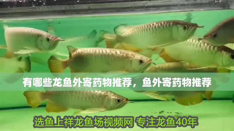 龍魚干蝦有營養嗎 有哪些龍魚外寄藥物推薦,魚外寄藥物推薦 龍魚百科 有哪些龍魚外寄藥物推薦,魚外寄藥物推薦 有哪些龍魚外寄藥物推薦,魚外寄藥物推薦 龍魚百科