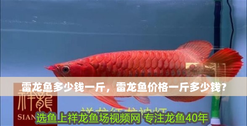 雷龍魚多少錢一斤，雷龍魚價格一斤多少錢？ 雷龍魚多少錢一斤，雷龍魚價格一斤多少錢？ 龍魚百科