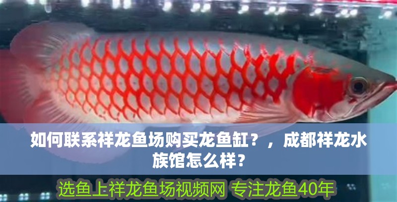 如何聯系祥龍魚場購買龍魚缸？，<strong><mark>成都</mark></strong>祥龍水族館怎么樣？