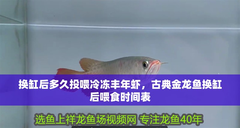 換缸后多久投喂冷凍豐年蝦，古典金龍魚換缸后喂食時間表 換缸后多久投喂冷凍豐年蝦，古典金龍魚換缸后喂食時間表 龍魚百科