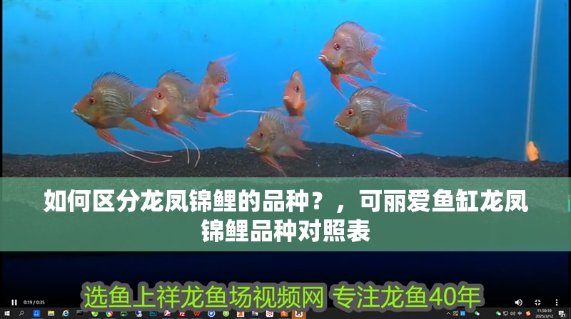 如何區(qū)分龍鳳錦鯉的品種？，可麗愛魚缸龍鳳錦鯉品種對照表 如何區(qū)分龍鳳錦鯉的品種？，可麗愛魚缸龍鳳錦鯉品種對照表 龍魚百科