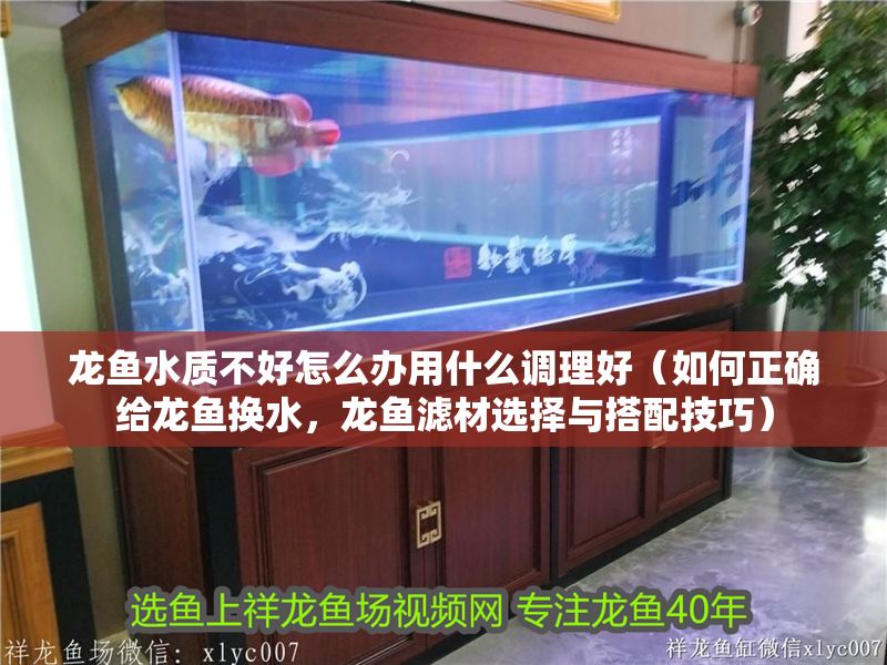 龍魚水質(zhì)不好怎么辦用什么調(diào)理好（如何正確給龍魚換水，龍魚濾材選擇與搭配技巧）