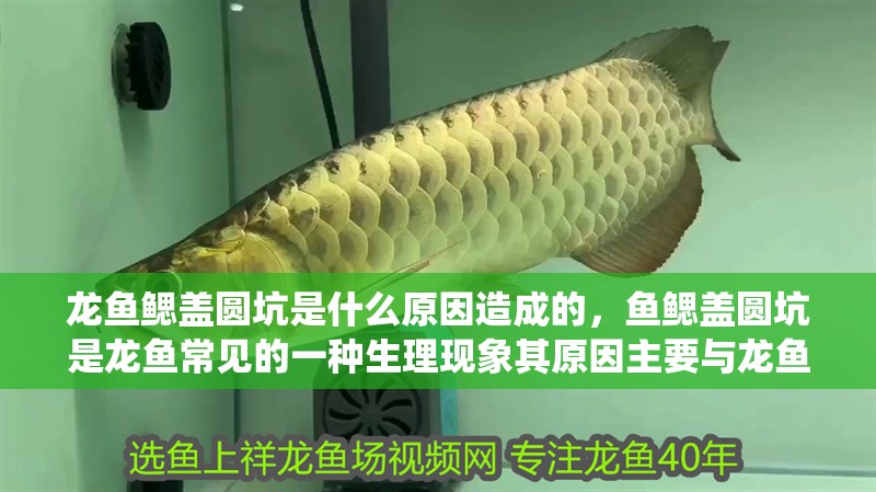 龍魚鰓蓋圓坑是什么原因造成的，魚鰓蓋圓坑是龍魚常見的一種生理現象其原因主要與龍魚的呼吸系統有關 龍魚鰓蓋圓坑是什么原因造成的，魚鰓蓋圓坑是龍魚常見的一種生理現象其原因主要與龍魚的呼吸系統有關 龍魚百科