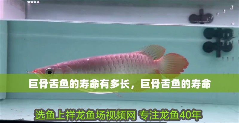 魚缸過濾器選購指南:自制魚缸過濾器魚缸上置過濾器對于養魚愛好者的必備知識 巨骨舌魚的壽命有多長,巨骨舌魚的壽命 龍魚百科 巨骨舌魚的壽命有多長,巨骨舌魚的壽命 巨骨舌魚的壽命有多長,巨骨舌魚的壽命 龍魚百科