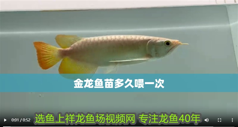 金龍魚苗多久喂一次 金龍魚苗多久喂一次 龍魚百科