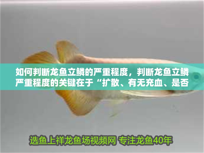 如何判斷龍魚立鱗的嚴(yán)重程度，判斷龍魚立鱗嚴(yán)重程度的關(guān)鍵在于“擴(kuò)散、有無充血、是否拒食” 如何判斷龍魚立鱗的嚴(yán)重程度，判斷龍魚立鱗嚴(yán)重程度的關(guān)鍵在于“擴(kuò)散、有無充血、是否拒食” 龍魚百科
