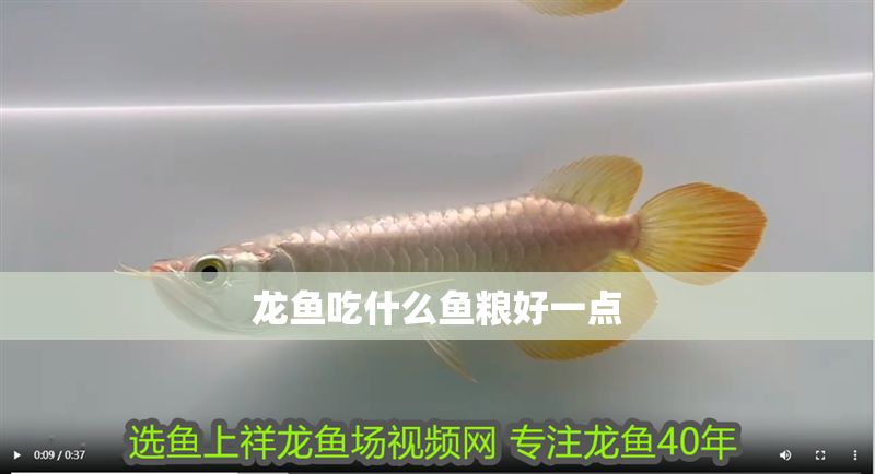 龍魚吃什么魚糧好一點 龍魚百科 第2張 龍魚吃什么魚糧好一點 龍魚吃什么魚糧好一點 龍魚百科 第2張