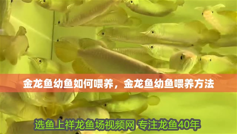 金龍魚幼魚如何喂養，金龍魚幼魚喂養方法 金龍魚幼魚如何喂養，金龍魚幼魚喂養方法 龍魚百科