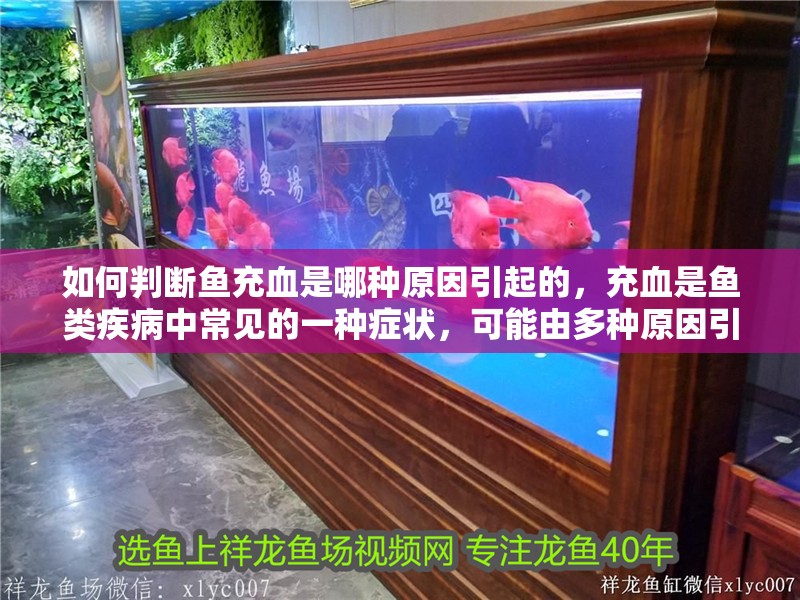 如何判斷魚充血是哪種原因引起的，充血是魚類疾病中常見的一種癥狀，可能由多種原因引起 如何判斷魚充血是哪種原因引起的，充血是魚類疾病中常見的一種癥狀，可能由多種原因引起 龍魚百科