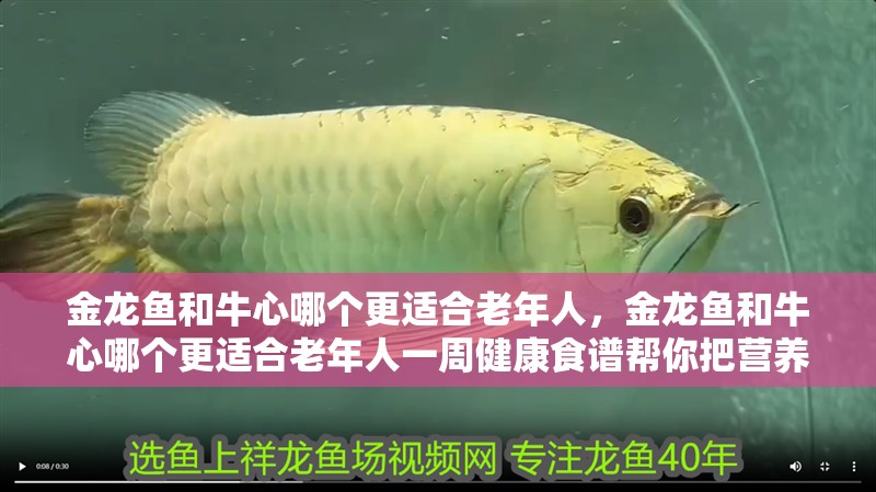 金龍魚和牛心哪個更適合老年人，金龍魚和牛心哪個更適合老年人一周健康食譜幫你把營養搭配落實到每天三餐 金龍魚和牛心哪個更適合老年人，金龍魚和牛心哪個更適合老年人一周健康食譜幫你把營養搭配落實到每天三餐 龍魚百科