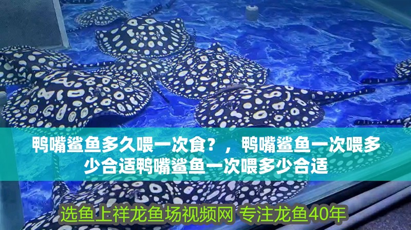 魚缸過濾器選購指南:自制魚缸過濾器魚缸上置過濾器對于養魚愛好者的必備知識 鴨嘴鯊魚多久喂一次食?,鴨嘴鯊魚一次喂多少合適鴨嘴鯊魚一次喂多少合適 龍魚百科 鴨嘴鯊魚多久喂一次食?,鴨嘴鯊魚一次喂多少合適鴨嘴鯊魚一次喂多少合適 鴨嘴鯊魚多久喂一次食?,鴨嘴鯊魚一次喂多少合適鴨嘴鯊魚一次喂多少合適 龍魚百科