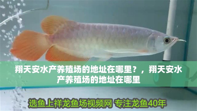 翔天安水產養殖場的地址在哪里？，翔天安水產養殖場的地址在哪里 翔天安水產養殖場的地址在哪里？，翔天安水產養殖場的地址在哪里 龍魚百科