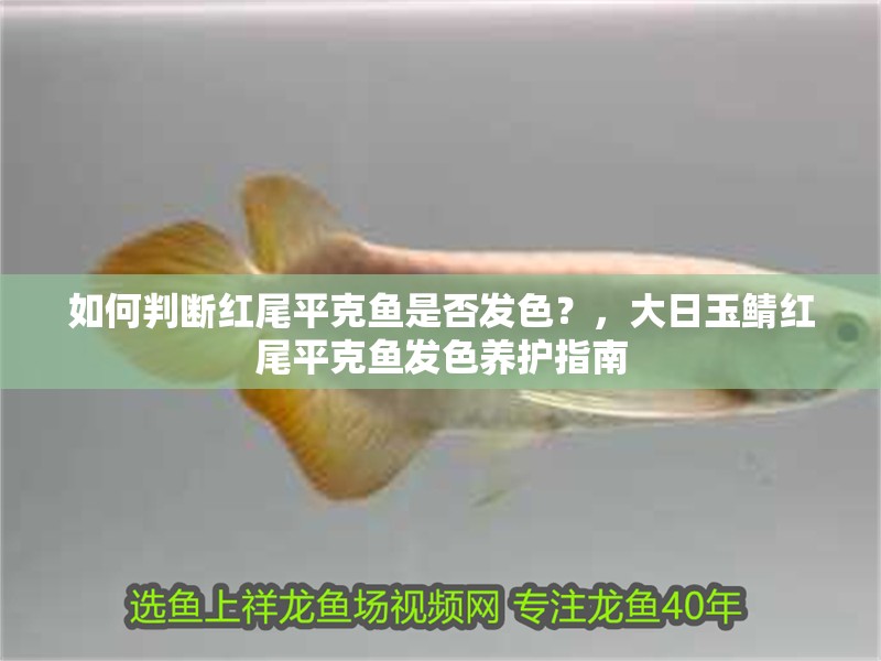 如何判斷紅尾平克魚是否發(fā)色？，大日玉鯖紅尾平克魚發(fā)色養(yǎng)護(hù)指南 如何判斷紅尾平克魚是否發(fā)色？，大日玉鯖紅尾平克魚發(fā)色養(yǎng)護(hù)指南 龍魚百科