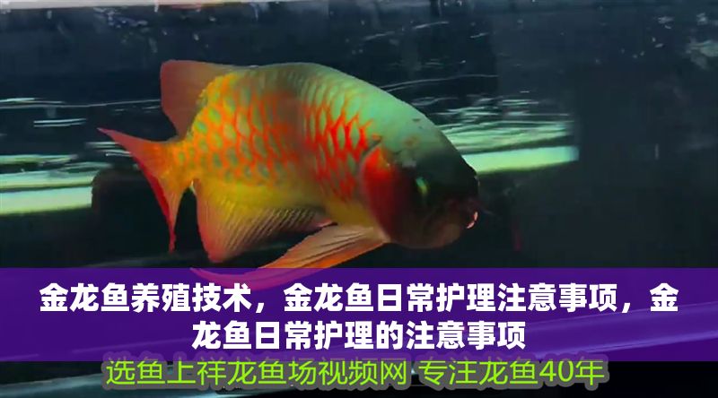 金龍魚養殖技術，金龍魚日常護理注意事項，金龍魚日常護理的注意事項 金龍魚養殖技術，金龍魚日常護理注意事項，金龍魚日常護理的注意事項 龍魚百科 第2張