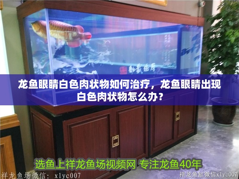 魚缸過濾器選購指南:自制魚缸過濾器魚缸上置過濾器對于養魚愛好者的必備知識 龍魚眼睛白色肉狀物如何治療,龍魚眼睛出現白色肉狀物怎么辦? 龍魚百科 龍魚眼睛白色肉狀物如何治療,龍魚眼睛出現白色肉狀物怎么辦? 龍魚眼睛白色肉狀物如何治療,龍魚眼睛出現白色肉狀物怎么辦? 龍魚百科