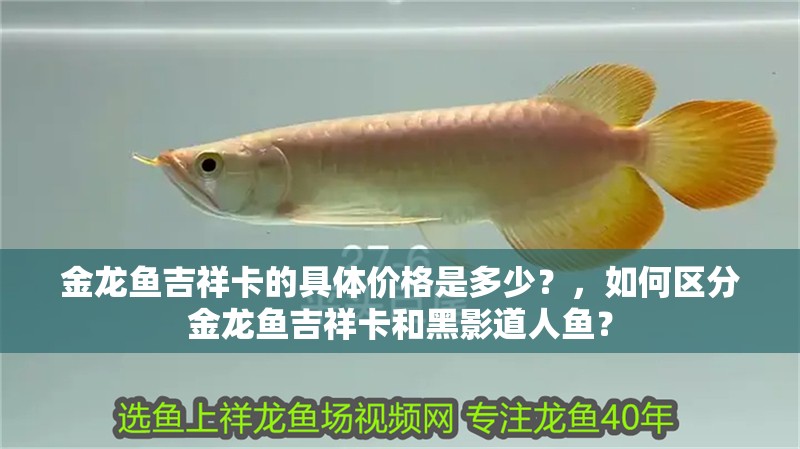 金龍魚(yú)吉祥卡的具體價(jià)格是多少？，如何區(qū)分金龍魚(yú)吉祥卡和黑影道人魚(yú)？ 金龍魚(yú)吉祥卡的具體價(jià)格是多少？，如何區(qū)分金龍魚(yú)吉祥卡和黑影道人魚(yú)？ 龍魚(yú)百科