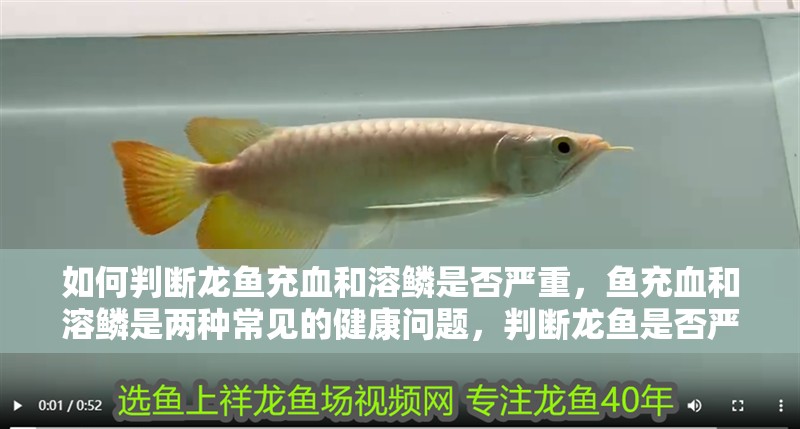 如何判斷龍魚充血和溶鱗是否嚴重，魚充血和溶鱗是兩種常見的健康問題，判斷龍魚是否嚴重 如何判斷龍魚充血和溶鱗是否嚴重，魚充血和溶鱗是兩種常見的健康問題，判斷龍魚是否嚴重 龍魚百科