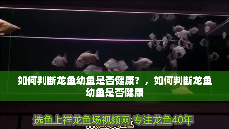 如何判斷龍魚幼魚是否健康？，如何判斷龍魚幼魚是否健康 如何判斷龍魚幼魚是否健康？，如何判斷龍魚幼魚是否健康 龍魚百科