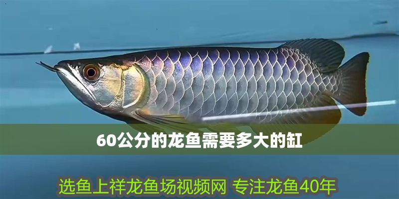 60公分的龍魚需要多大的缸 龍魚百科 第1張 60公分的龍魚需要多大的缸 60公分的龍魚需要多大的缸 龍魚百科 第1張