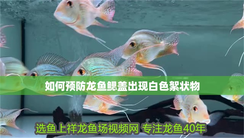 鸚鵡魚和銀龍魚混養怎樣喂食 如何預防龍魚鰓蓋出現白色絮狀物 龍魚百科 如何預防龍魚鰓蓋出現白色絮狀物 如何預防龍魚鰓蓋出現白色絮狀物 龍魚百科
