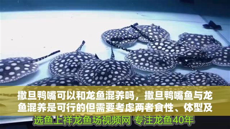 撒旦鴨嘴可以和龍魚(yú)混養(yǎng)嗎，撒旦鴨嘴魚(yú)與龍魚(yú)混養(yǎng)是可行的但需要考慮兩者食性、體型及對(duì)環(huán)境要求 撒旦鴨嘴可以和龍魚(yú)混養(yǎng)嗎，撒旦鴨嘴魚(yú)與龍魚(yú)混養(yǎng)是可行的但需要考慮兩者食性、體型及對(duì)環(huán)境要求 龍魚(yú)百科 第2張