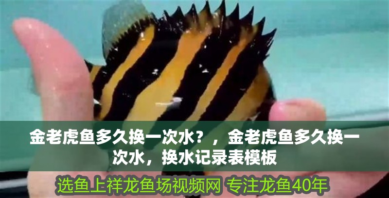 金老虎魚多久換一次水？，金老虎魚多久換一次水，換水記錄表模板