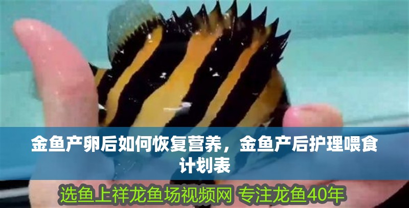 金魚產卵后如何恢復營養，金魚產后護理喂食計劃表 金魚產卵后如何恢復營養，金魚產后護理喂食計劃表 龍魚百科