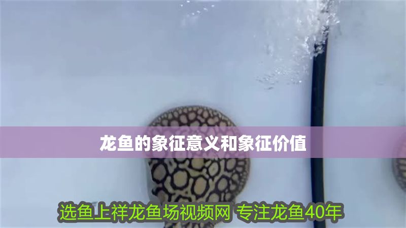 龍魚的象征意義和象征價值