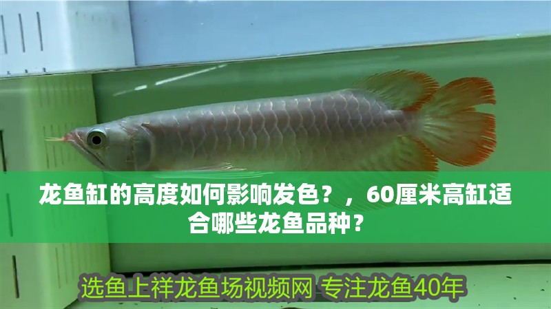 龍魚缸的高度如何影響發(fā)色？，60厘米高缸適合哪些龍魚品種？ 龍魚缸的高度如何影響發(fā)色？，60厘米高缸適合哪些龍魚品種？ 龍魚百科