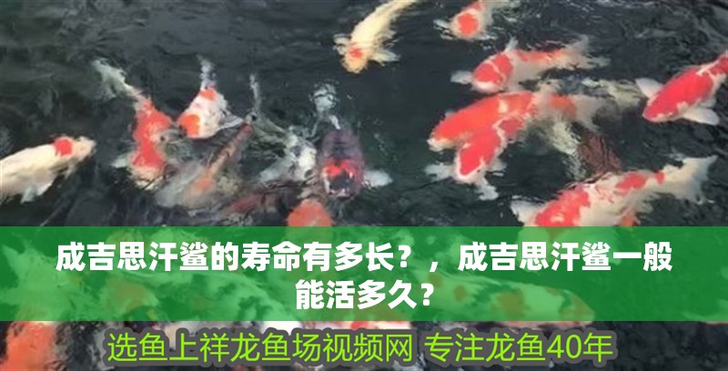 成吉思汗鯊的壽命有多長？，成吉思汗鯊一般能活多久？ 成吉思汗鯊的壽命有多長？，成吉思汗鯊一般能活多久？ 龍魚百科