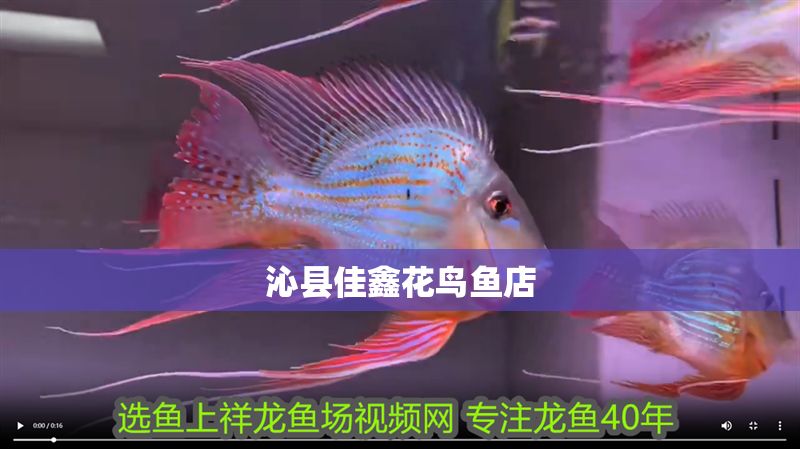 沁縣佳鑫花鳥魚店