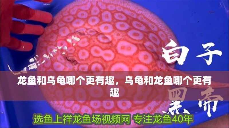 龍魚和烏龜哪個更有趣，烏龜和龍魚哪個更有趣 龍魚和烏龜哪個更有趣，烏龜和龍魚哪個更有趣 龍魚百科
