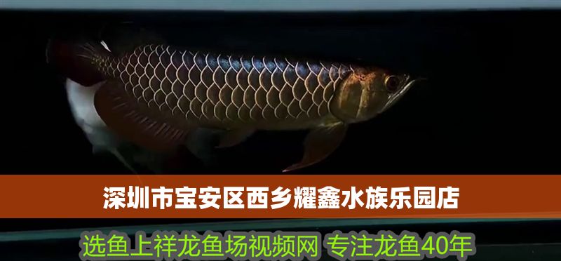 深圳市寶安區(qū)西鄉(xiāng)耀鑫水族樂園店 深圳市寶安區(qū)西鄉(xiāng)耀鑫水族樂園店 全國水族館企業(yè)名錄 第1張