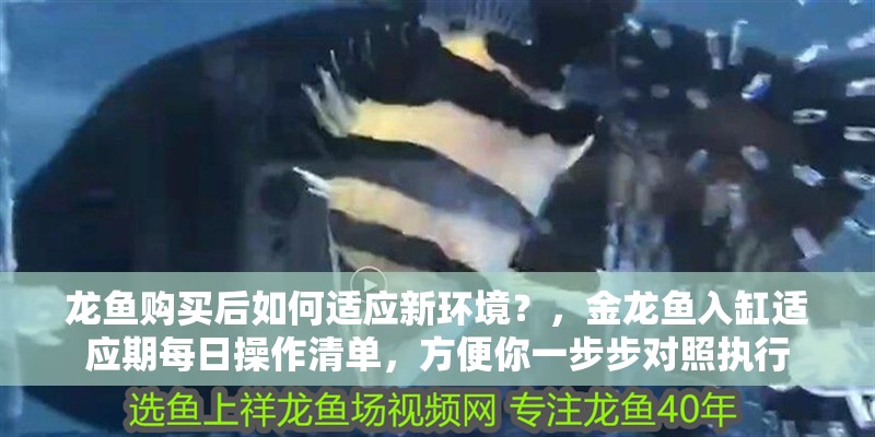 龍魚購買后如何適應新環(huán)境？，金龍魚入缸適應期每日操作清單，方便你一步步對照執(zhí)行 龍魚購買后如何適應新環(huán)境？，金龍魚入缸適應期每日操作清單，方便你一步步對照執(zhí)行 龍魚百科