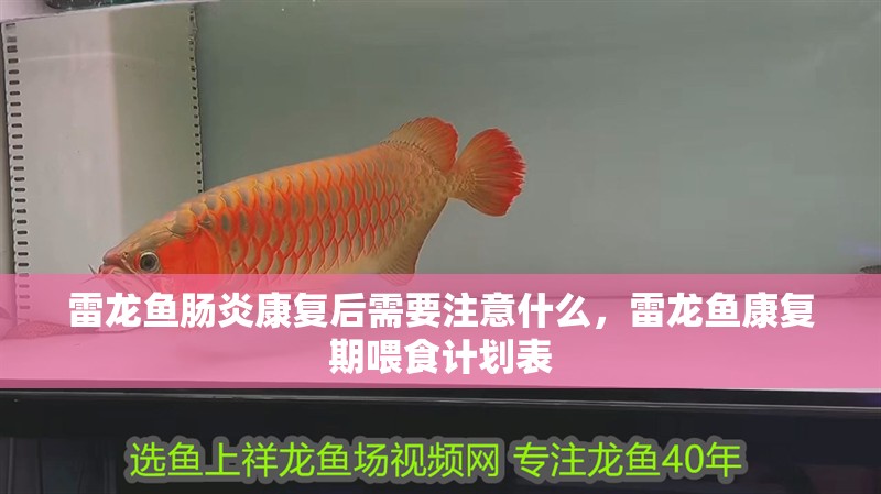 雷龍魚腸炎康復后需要注意什么，雷龍魚康復期喂食計劃表 雷龍魚腸炎康復后需要注意什么，雷龍魚康復期喂食計劃表 龍魚百科