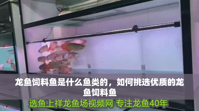 龍魚飼料魚是什么魚類的，如何挑選優(yōu)質(zhì)的龍魚飼料魚