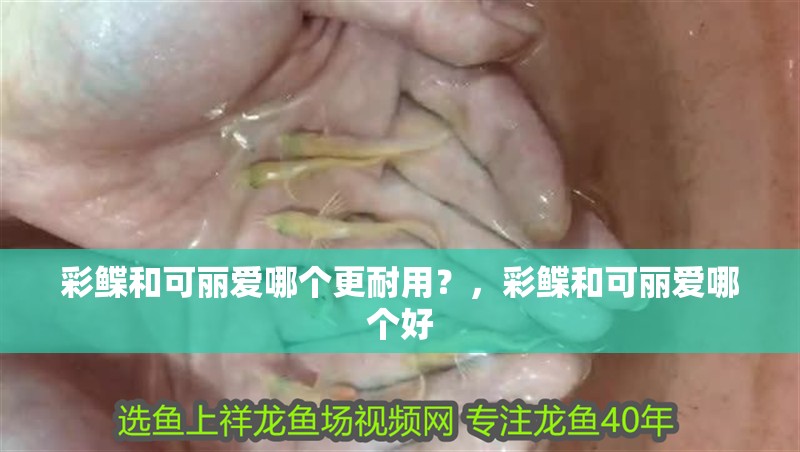 彩鰈和可麗愛哪個更耐用？，彩鰈和可麗愛哪個好 彩鰈和可麗愛哪個更耐用？，彩鰈和可麗愛哪個好 龍魚百科