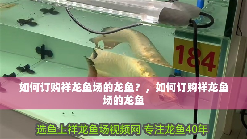 龍魚干蝦有營養嗎 如何訂購祥龍魚場的龍魚?,如何訂購祥龍魚場的龍魚 龍魚百科 如何訂購祥龍魚場的龍魚?,如何訂購祥龍魚場的龍魚 如何訂購祥龍魚場的龍魚?,如何訂購祥龍魚場的龍魚 龍魚百科